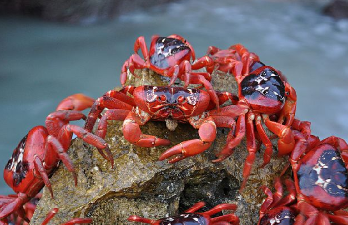 16年一遇澳洲超过5000万只红蟹大迁徙能不能吃