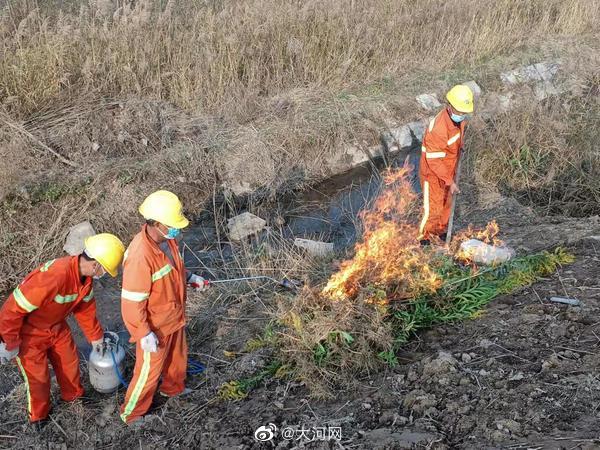 开封高速交警焚烧37株疑似加拿大一枝黄花休闲区蓝鸢梦想 - Www.slyday.coM