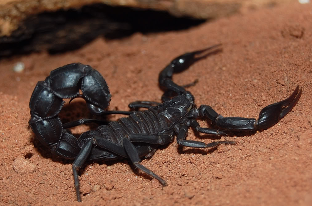 北非黑肥尾蝎有多毒?