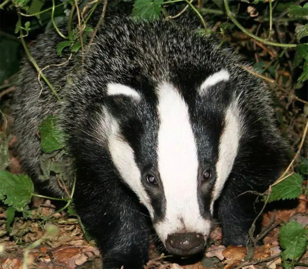 江苏盐城发现狗獾,能2秒击败一条蛇,为何说它是亚洲平头哥?休闲区蓝鸢梦想 - Www.slyday.coM 江苏盐城发现狗獾,能2秒击败一条蛇,为何说它是亚洲平头哥?休闲区蓝鸢梦想 - Www.slyday.coM