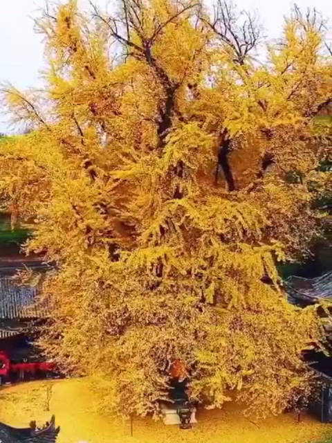 美哭了这棵李世民手栽的银杏树距今已经有1400多年了