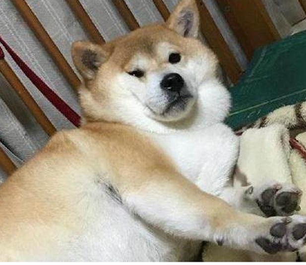 主人给胖柴犬戴假发柴犬一个眼神竟逗得主人哈哈大笑