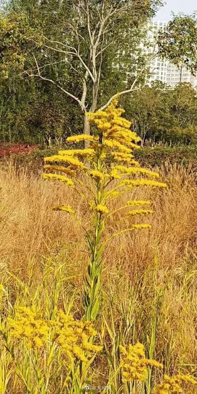 开封高速交警焚烧37株疑似加拿大一枝黄花休闲区蓝鸢梦想 - Www.slyday.coM