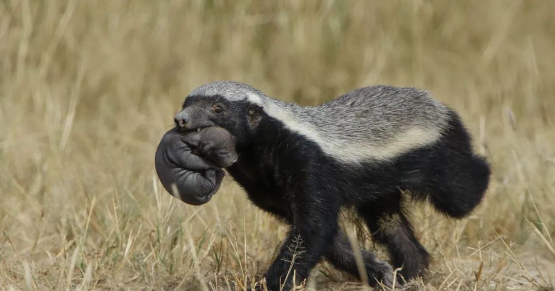 江苏盐城发现狗獾,能2秒击败一条蛇,为何说它是亚洲平头哥?休闲区蓝鸢梦想 - Www.slyday.coM 江苏盐城发现狗獾,能2秒击败一条蛇,为何说它是亚洲平头哥?休闲区蓝鸢梦想 - Www.slyday.coM