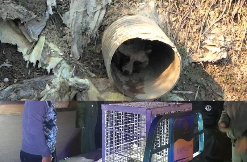 江苏盐城发现狗獾,能2秒击败一条蛇,为何说它是亚洲平头哥?休闲区蓝鸢梦想 - Www.slyday.coM 江苏盐城发现狗獾,能2秒击败一条蛇,为何说它是亚洲平头哥?休闲区蓝鸢梦想 - Www.slyday.coM