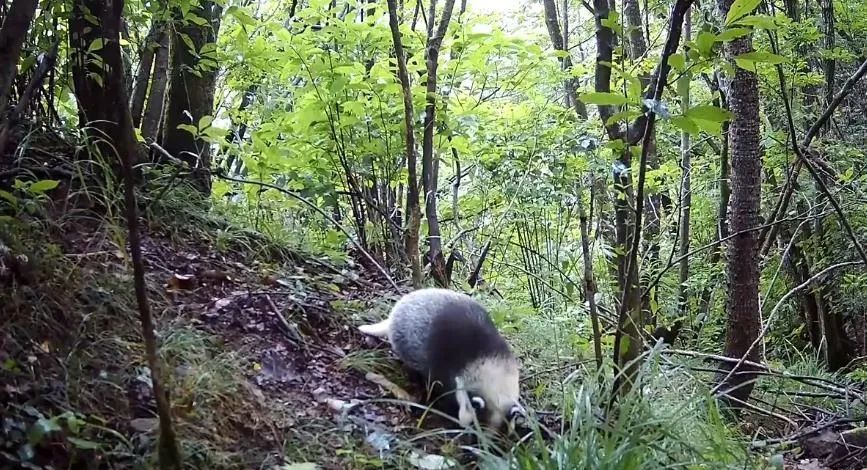 江苏盐城发现狗獾,能2秒击败一条蛇,为何说它是亚洲平头哥?休闲区蓝鸢梦想 - Www.slyday.coM 江苏盐城发现狗獾,能2秒击败一条蛇,为何说它是亚洲平头哥?休闲区蓝鸢梦想 - Www.slyday.coM