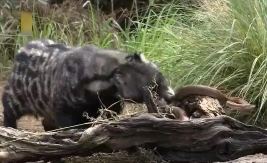 江苏盐城发现狗獾,能2秒击败一条蛇,为何说它是亚洲平头哥?休闲区蓝鸢梦想 - Www.slyday.coM 江苏盐城发现狗獾,能2秒击败一条蛇,为何说它是亚洲平头哥?休闲区蓝鸢梦想 - Www.slyday.coM