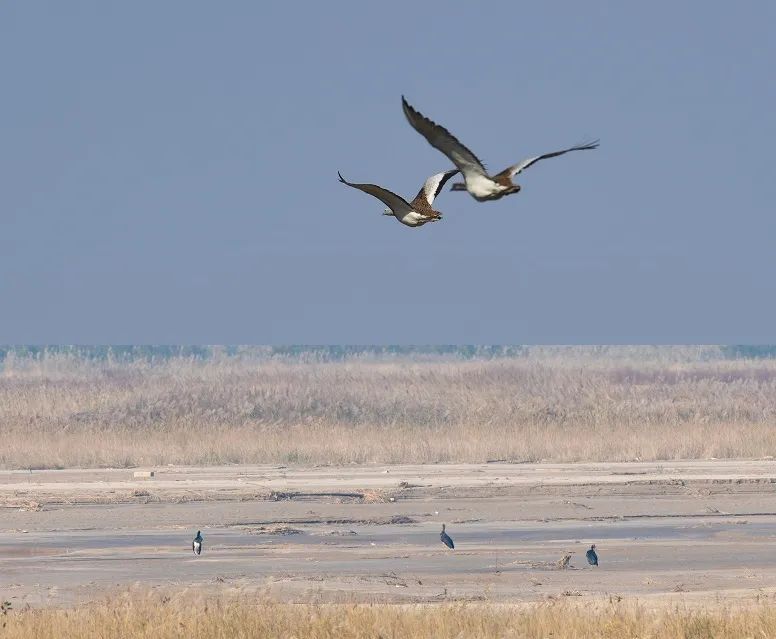 江苏盐城发现狗獾,能2秒击败一条蛇,为何说它是亚洲平头哥?休闲区蓝鸢梦想 - Www.slyday.coM 江苏盐城发现狗獾,能2秒击败一条蛇,为何说它是亚洲平头哥?休闲区蓝鸢梦想 - Www.slyday.coM