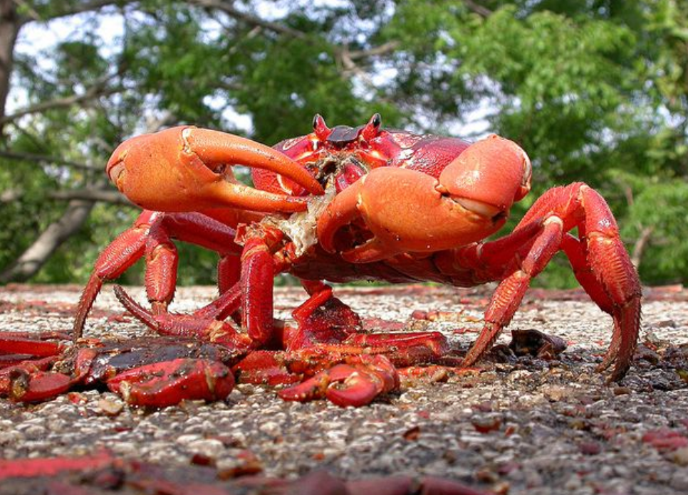 16年一遇澳洲超过5000万只红蟹大迁徙能不能吃