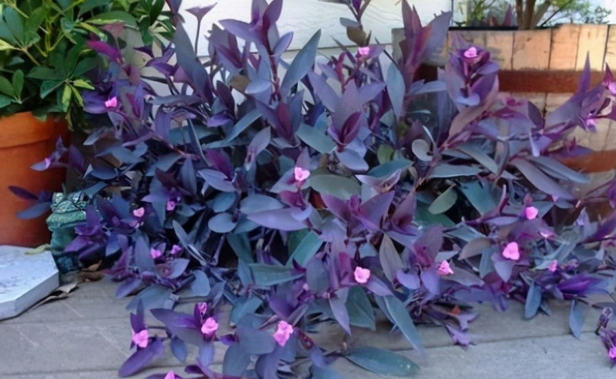 室内养紫竹梅,多注意这4点,耐看好养,开出满盆粉紫色小花|紫竹梅|盆栽