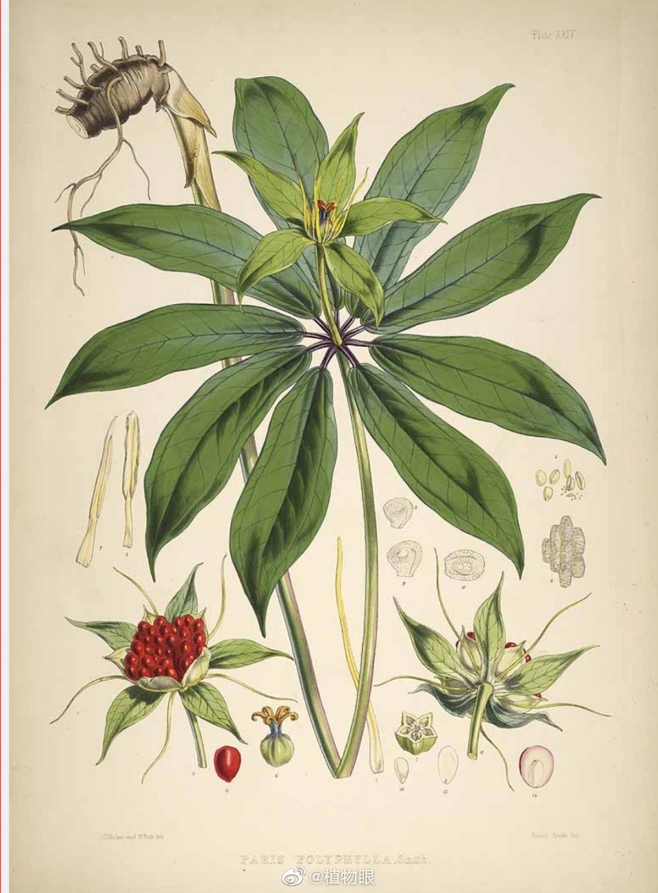 中文名:重楼 拉丁学名:Paris polyphylla 别名:七叶一枝花……|法国_新浪新闻