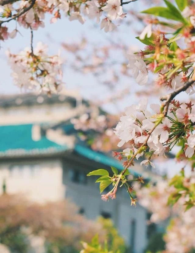 中国最美樱花高校在哪里?武大当仁不让,西安交大一枝独秀休闲区蓝鸢梦想 - Www.slyday.coM 中国最美樱花高校在哪里?武大当仁不让,西安交大一枝独秀休闲区蓝鸢梦想 - Www.slyday.coM