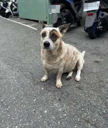 警局门口跑来一只小狗，网友一看它笑翻：一定是被揍了！休闲区蓝鸢梦想 - Www.slyday.coM