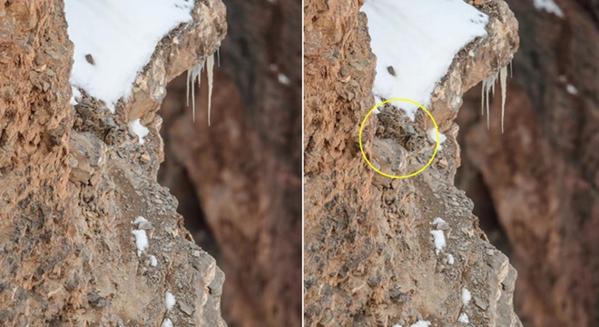 完美隐藏者 摄影师徒步3年终于拍到"灰鬼"雪豹|雪豹|摄影师|悬崖_新浪