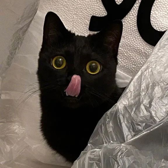 它就是小精灵吧黑猫猫这也太可爱了