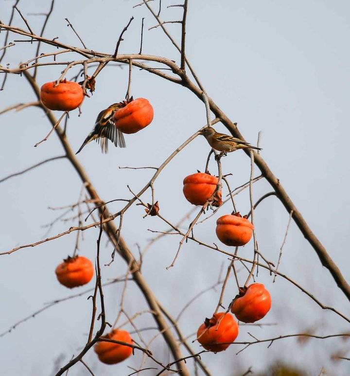 柿子熟了的时候