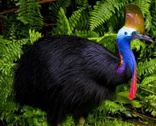 被吉尼斯评为“最危险”的鸟类,能一脚踢穿钢板,到底有多危险?休闲区蓝鸢梦想 - Www.slyday.coM 被吉尼斯评为“最危险”的鸟类,能一脚踢穿钢板,到底有多危险?休闲区蓝鸢梦想 - Www.slyday.coM