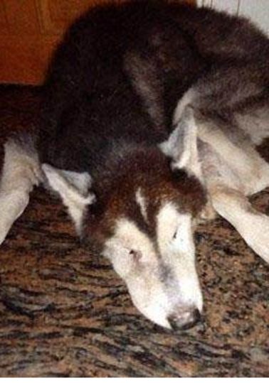 男子约朋友爬山,却在半山腰发现只二哈,二哈模样令人心碎休闲区蓝鸢梦想 - Www.slyday.coM 男子约朋友爬山,却在半山腰发现只二哈,二哈模样令人心碎休闲区蓝鸢梦想 - Www.slyday.coM