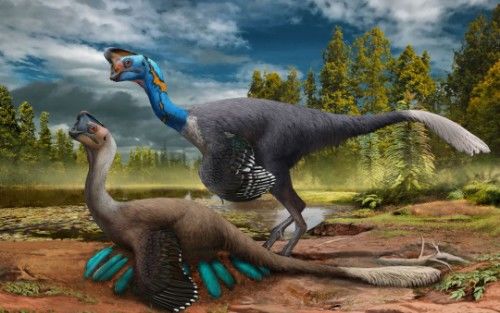 被吉尼斯评为“最危险”的鸟类,能一脚踢穿钢板,到底有多危险?休闲区蓝鸢梦想 - Www.slyday.coM 被吉尼斯评为“最危险”的鸟类,能一脚踢穿钢板,到底有多危险?休闲区蓝鸢梦想 - Www.slyday.coM