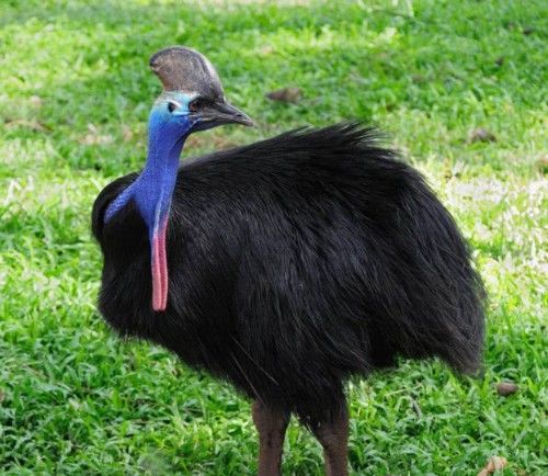 被吉尼斯评为“最危险”的鸟类,能一脚踢穿钢板,到底有多危险?休闲区蓝鸢梦想 - Www.slyday.coM 被吉尼斯评为“最危险”的鸟类,能一脚踢穿钢板,到底有多危险?休闲区蓝鸢梦想 - Www.slyday.coM