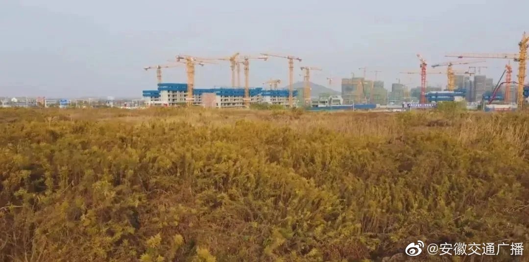 安徽多地发现加拿大一枝黄花,你有见过吗?休闲区蓝鸢梦想 - Www.slyday.coM 安徽多地发现加拿大一枝黄花,你有见过吗?休闲区蓝鸢梦想 - Www.slyday.coM