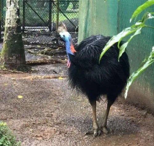 被吉尼斯评为“最危险”的鸟类,能一脚踢穿钢板,到底有多危险?休闲区蓝鸢梦想 - Www.slyday.coM 被吉尼斯评为“最危险”的鸟类,能一脚踢穿钢板,到底有多危险?休闲区蓝鸢梦想 - Www.slyday.coM