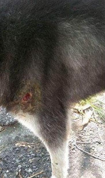 男子约朋友爬山,却在半山腰发现只二哈,二哈模样令人心碎休闲区蓝鸢梦想 - Www.slyday.coM 男子约朋友爬山,却在半山腰发现只二哈,二哈模样令人心碎休闲区蓝鸢梦想 - Www.slyday.coM