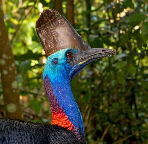 被吉尼斯评为“最危险”的鸟类,能一脚踢穿钢板,到底有多危险?休闲区蓝鸢梦想 - Www.slyday.coM 被吉尼斯评为“最危险”的鸟类,能一脚踢穿钢板,到底有多危险?休闲区蓝鸢梦想 - Www.slyday.coM