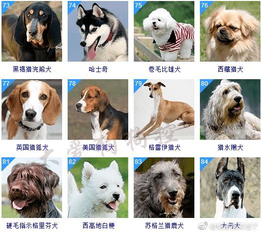 狗狗的品种大全,智商排名,不懂的看看|狗_新浪新闻