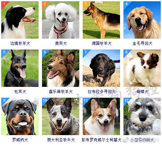 狗狗的品种大全,智商排名,不懂的看看|狗_新浪新闻