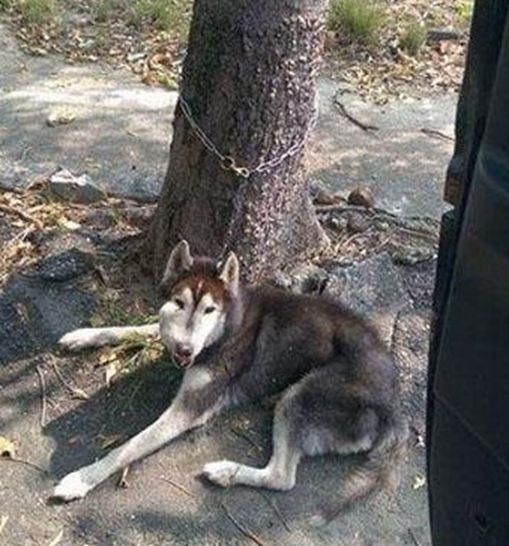男子约朋友爬山,却在半山腰发现只二哈,二哈模样令人心碎休闲区蓝鸢梦想 - Www.slyday.coM 男子约朋友爬山,却在半山腰发现只二哈,二哈模样令人心碎休闲区蓝鸢梦想 - Www.slyday.coM