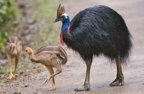 被吉尼斯评为“最危险”的鸟类,能一脚踢穿钢板,到底有多危险?休闲区蓝鸢梦想 - Www.slyday.coM 被吉尼斯评为“最危险”的鸟类,能一脚踢穿钢板,到底有多危险?休闲区蓝鸢梦想 - Www.slyday.coM