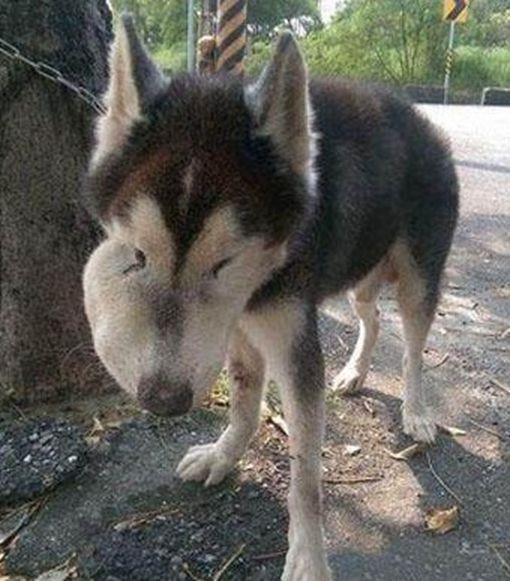 男子约朋友爬山,却在半山腰发现只二哈,二哈模样令人心碎休闲区蓝鸢梦想 - Www.slyday.coM 男子约朋友爬山,却在半山腰发现只二哈,二哈模样令人心碎休闲区蓝鸢梦想 - Www.slyday.coM