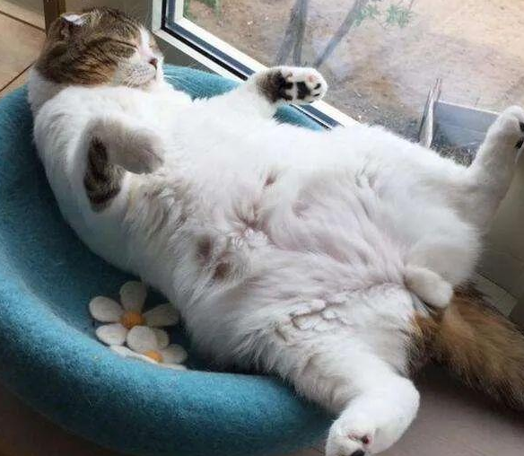 猫咪之所以对你露肚子无非是这些原因