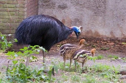 被吉尼斯评为“最危险”的鸟类,能一脚踢穿钢板,到底有多危险?休闲区蓝鸢梦想 - Www.slyday.coM 被吉尼斯评为“最危险”的鸟类,能一脚踢穿钢板,到底有多危险?休闲区蓝鸢梦想 - Www.slyday.coM