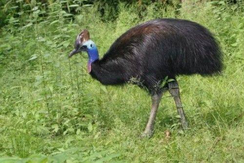 被吉尼斯评为“最危险”的鸟类,能一脚踢穿钢板,到底有多危险?休闲区蓝鸢梦想 - Www.slyday.coM 被吉尼斯评为“最危险”的鸟类,能一脚踢穿钢板,到底有多危险?休闲区蓝鸢梦想 - Www.slyday.coM