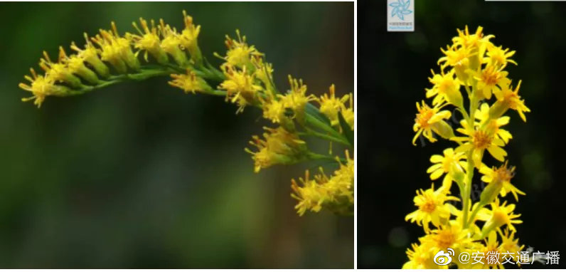 安徽多地发现加拿大一枝黄花,你有见过吗?休闲区蓝鸢梦想 - Www.slyday.coM 安徽多地发现加拿大一枝黄花,你有见过吗?休闲区蓝鸢梦想 - Www.slyday.coM