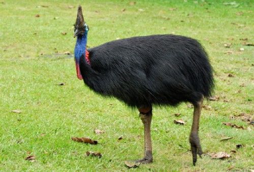被吉尼斯评为“最危险”的鸟类,能一脚踢穿钢板,到底有多危险?休闲区蓝鸢梦想 - Www.slyday.coM 被吉尼斯评为“最危险”的鸟类,能一脚踢穿钢板,到底有多危险?休闲区蓝鸢梦想 - Www.slyday.coM