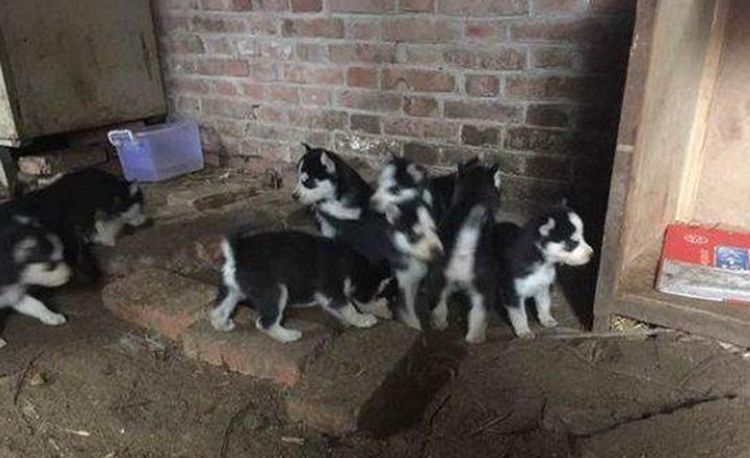 二哈妈头胎生了十只宝宝,主人全养在家中,几个月后却炸开了锅休闲区蓝鸢梦想 - Www.slyday.coM 二哈妈头胎生了十只宝宝,主人全养在家中,几个月后却炸开了锅休闲区蓝鸢梦想 - Www.slyday.coM