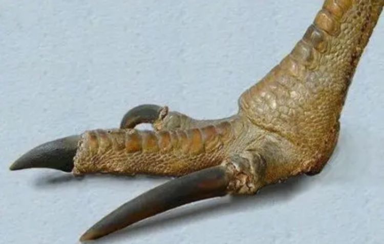 被吉尼斯评为“最危险”的鸟类,能一脚踢穿钢板,到底有多危险?休闲区蓝鸢梦想 - Www.slyday.coM 被吉尼斯评为“最危险”的鸟类,能一脚踢穿钢板,到底有多危险?休闲区蓝鸢梦想 - Www.slyday.coM