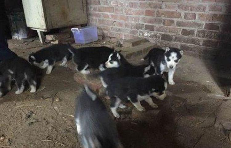 二哈妈头胎生了十只宝宝,主人全养在家中,几个月后却炸开了锅休闲区蓝鸢梦想 - Www.slyday.coM 二哈妈头胎生了十只宝宝,主人全养在家中,几个月后却炸开了锅休闲区蓝鸢梦想 - Www.slyday.coM