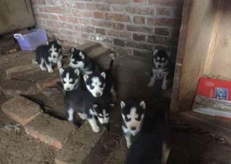 二哈妈头胎生了十只宝宝,主人全养在家中,几个月后却炸开了锅休闲区蓝鸢梦想 - Www.slyday.coM 二哈妈头胎生了十只宝宝,主人全养在家中,几个月后却炸开了锅休闲区蓝鸢梦想 - Www.slyday.coM