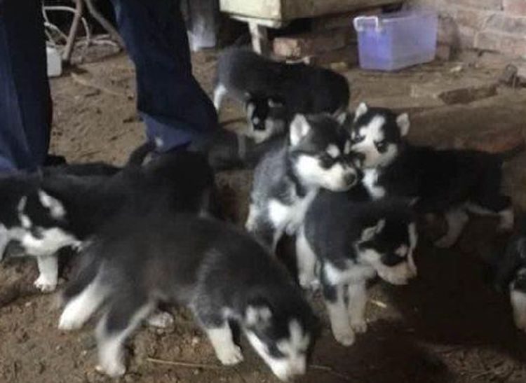 二哈妈头胎生了十只宝宝,主人全养在家中,几个月后却炸开了锅休闲区蓝鸢梦想 - Www.slyday.coM 二哈妈头胎生了十只宝宝,主人全养在家中,几个月后却炸开了锅休闲区蓝鸢梦想 - Www.slyday.coM