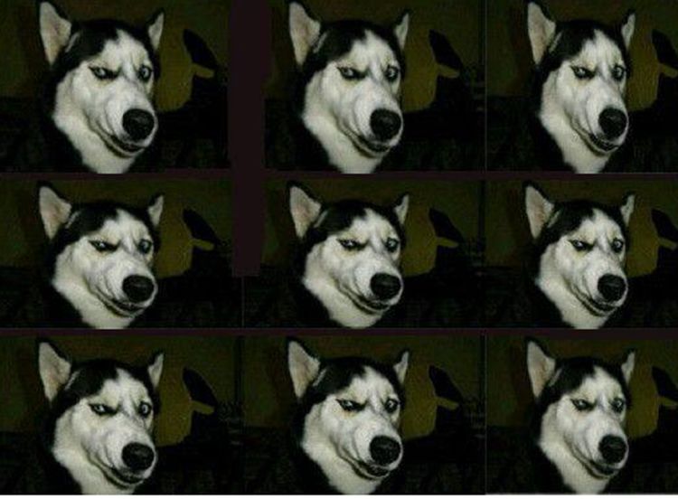 二哈妈头胎生了十只宝宝,主人全养在家中,几个月后却炸开了锅休闲区蓝鸢梦想 - Www.slyday.coM 二哈妈头胎生了十只宝宝,主人全养在家中,几个月后却炸开了锅休闲区蓝鸢梦想 - Www.slyday.coM