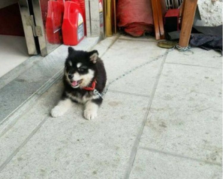 花上千块买的哈士奇,爸爸说是只阿拉斯加,得知真实品种我气到了休闲区蓝鸢梦想 - Www.slyday.coM 花上千块买的哈士奇,爸爸说是只阿拉斯加,得知真实品种我气到了休闲区蓝鸢梦想 - Www.slyday.coM