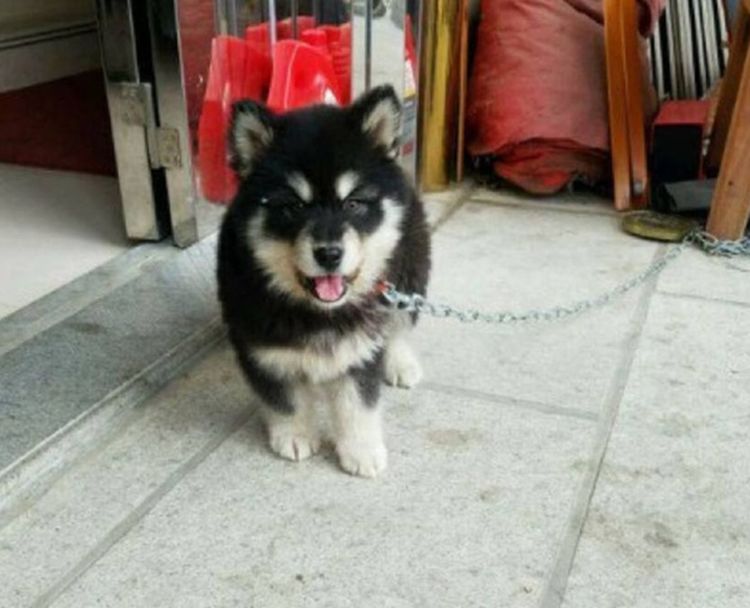 花上千块买的哈士奇,爸爸说是只阿拉斯加,得知真实品种我气到了休闲区蓝鸢梦想 - Www.slyday.coM 花上千块买的哈士奇,爸爸说是只阿拉斯加,得知真实品种我气到了休闲区蓝鸢梦想 - Www.slyday.coM