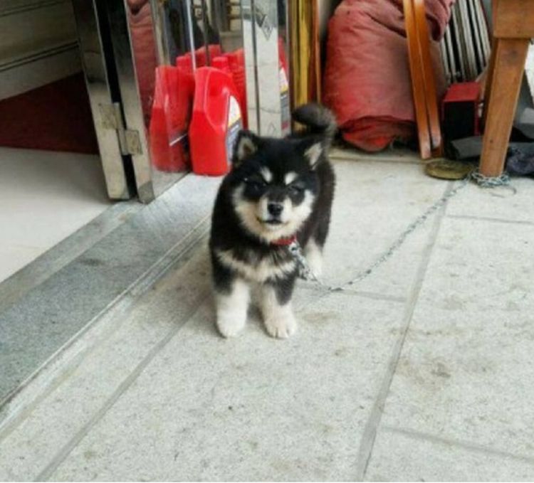 花上千块买的哈士奇,爸爸说是只阿拉斯加,得知真实品种我气到了休闲区蓝鸢梦想 - Www.slyday.coM 花上千块买的哈士奇,爸爸说是只阿拉斯加,得知真实品种我气到了休闲区蓝鸢梦想 - Www.slyday.coM