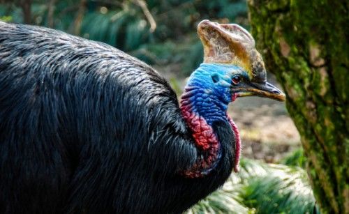 被吉尼斯评为“最危险”的鸟类,能一脚踢穿钢板,到底有多危险?休闲区蓝鸢梦想 - Www.slyday.coM 被吉尼斯评为“最危险”的鸟类,能一脚踢穿钢板,到底有多危险?休闲区蓝鸢梦想 - Www.slyday.coM
