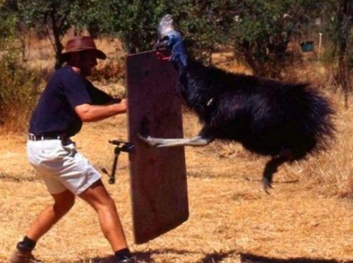 被吉尼斯评为“最危险”的鸟类,能一脚踢穿钢板,到底有多危险?休闲区蓝鸢梦想 - Www.slyday.coM 被吉尼斯评为“最危险”的鸟类,能一脚踢穿钢板,到底有多危险?休闲区蓝鸢梦想 - Www.slyday.coM