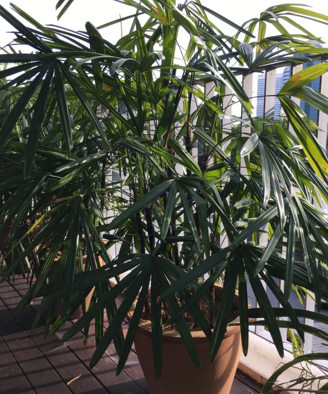 盆栽棕竹养护指南特别有热带风情的观叶植物